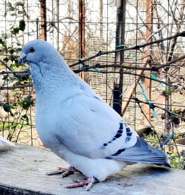  - MASCULI MATCĂ 2023