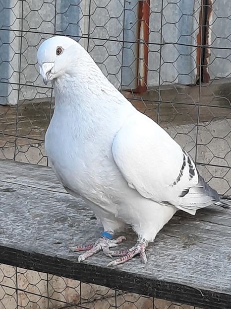  - MASCULI MATCĂ 2023