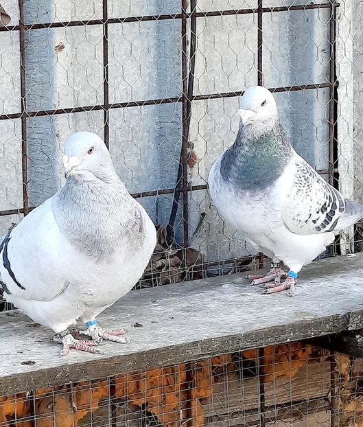  - MASCULI MATCĂ 2023