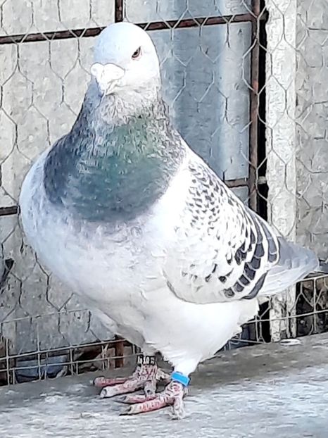  - MASCULI MATCĂ 2023