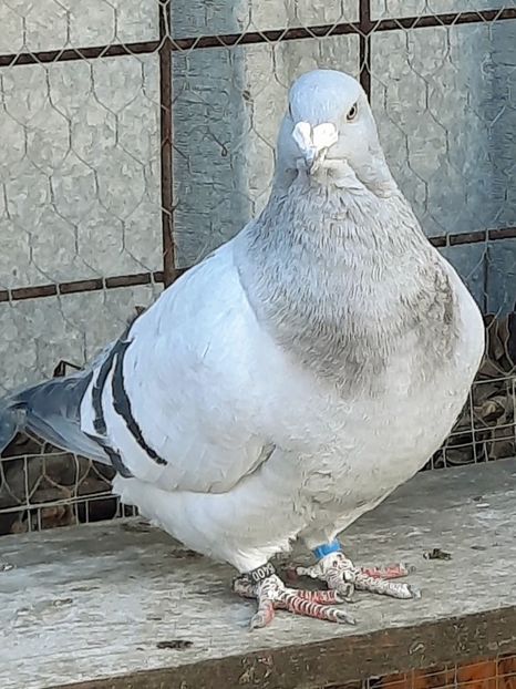  - MASCULI MATCĂ 2023