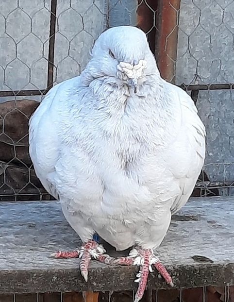  - MASCULI MATCĂ 2023