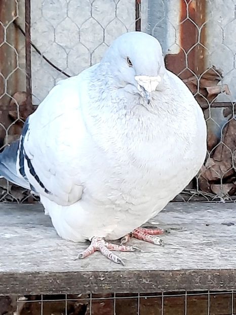  - MASCULI MATCĂ 2023