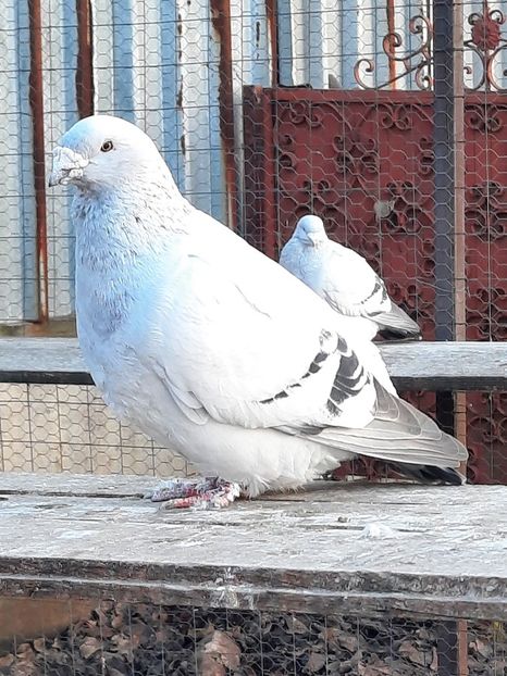  - MASCULI MATCĂ 2023