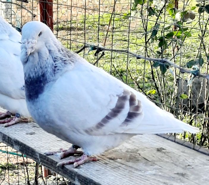  - MASCULI MATCĂ 2023