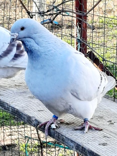  - MASCULI MATCĂ 2023