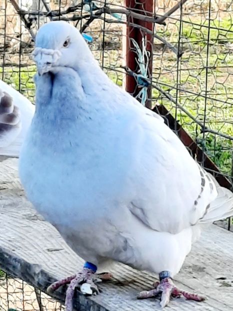  - MASCULI MATCĂ 2023