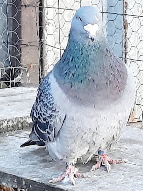  - MASCULI MATCĂ 2023