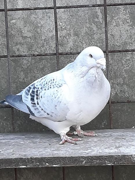  - MASCULI MATCĂ 2023