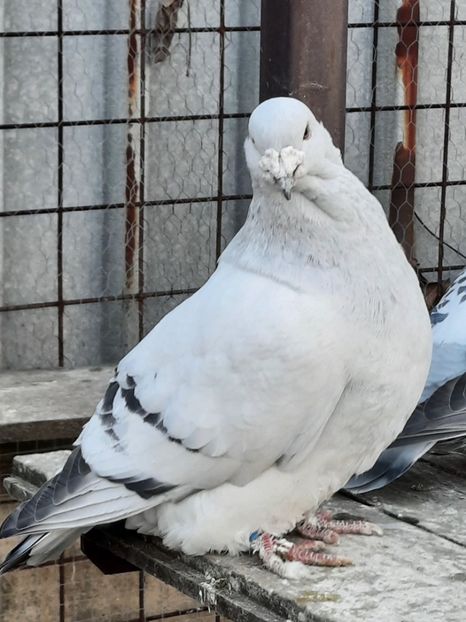  - MASCULI MATCĂ 2023