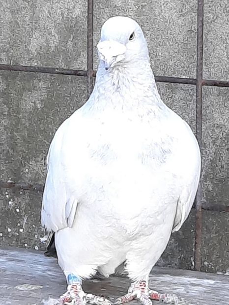  - MASCULI MATCĂ 2023