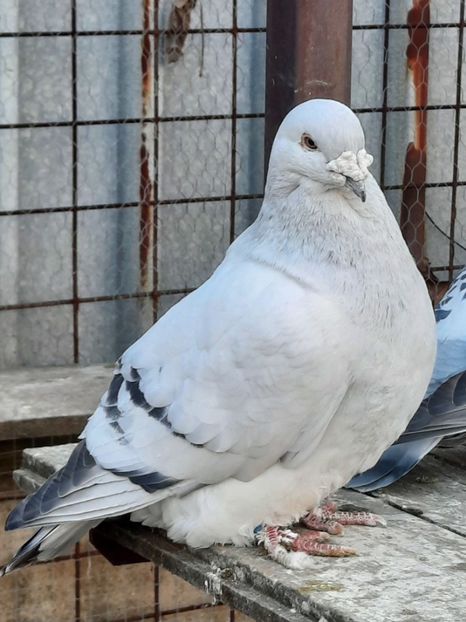  - MASCULI MATCĂ 2023