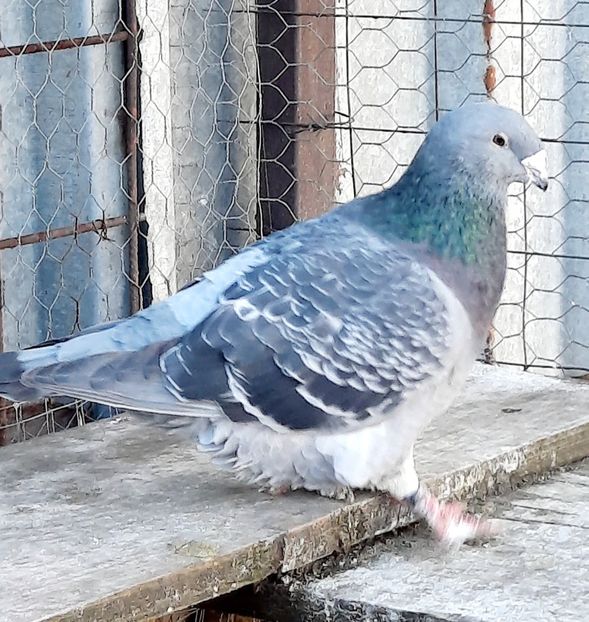  - MASCULI MATCĂ 2023