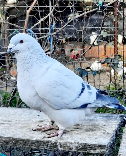  - MASCULI MATCĂ 2023