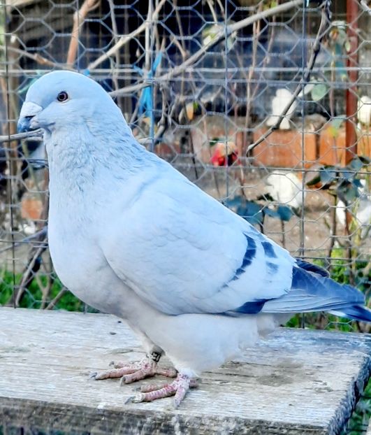  - MASCULI MATCĂ 2023