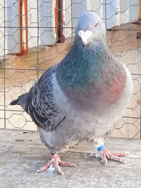  - MASCULI MATCĂ 2023