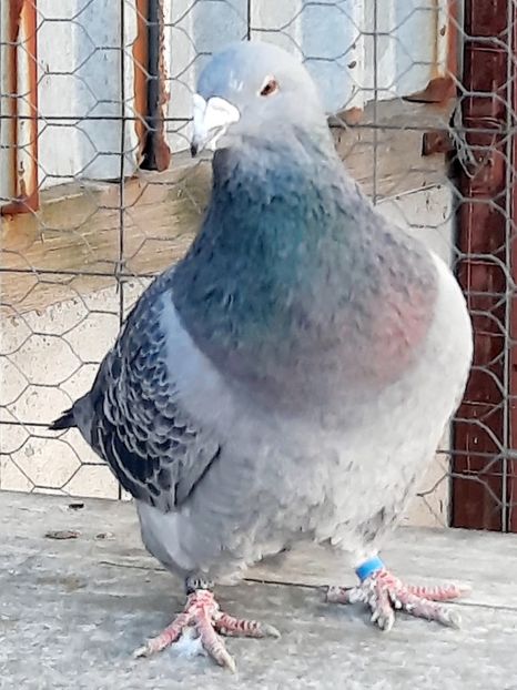  - MASCULI MATCĂ 2023