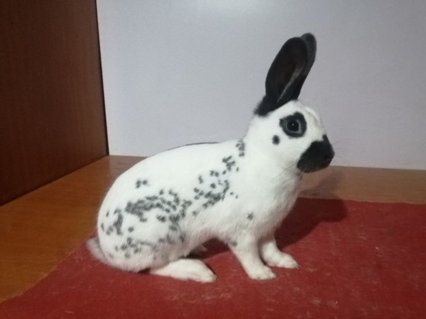 FEMELA RO 31-4217 - 2-PESTRIT ENGLEZ