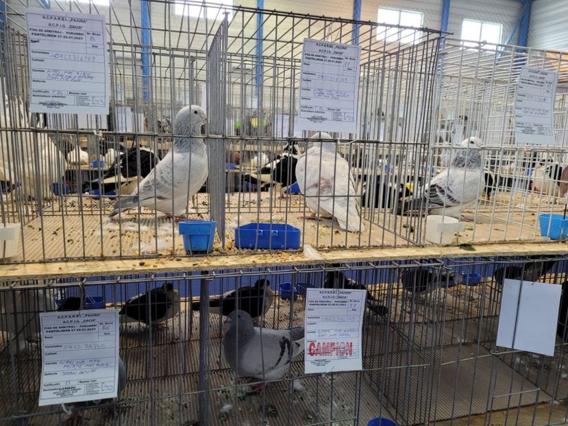  - 0- Expoziție Pantelimon 27-29 ian 2023