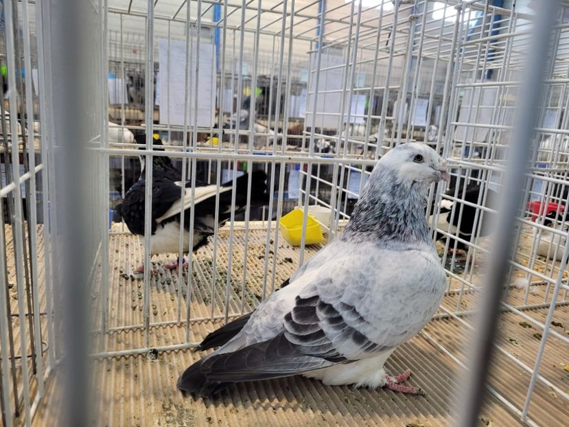  - 0- Expoziție Pantelimon 27-29 ian 2023