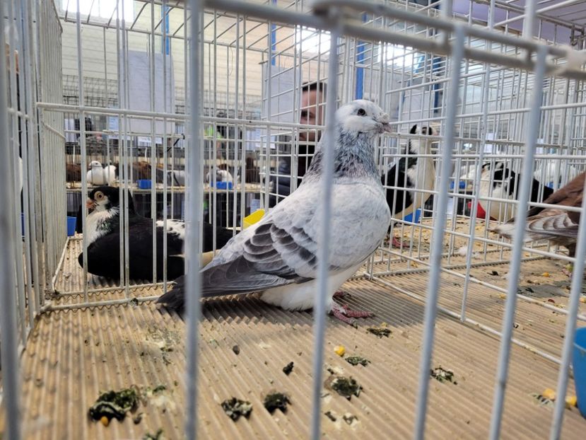  - 0- Expoziție Pantelimon 27-29 ian 2023