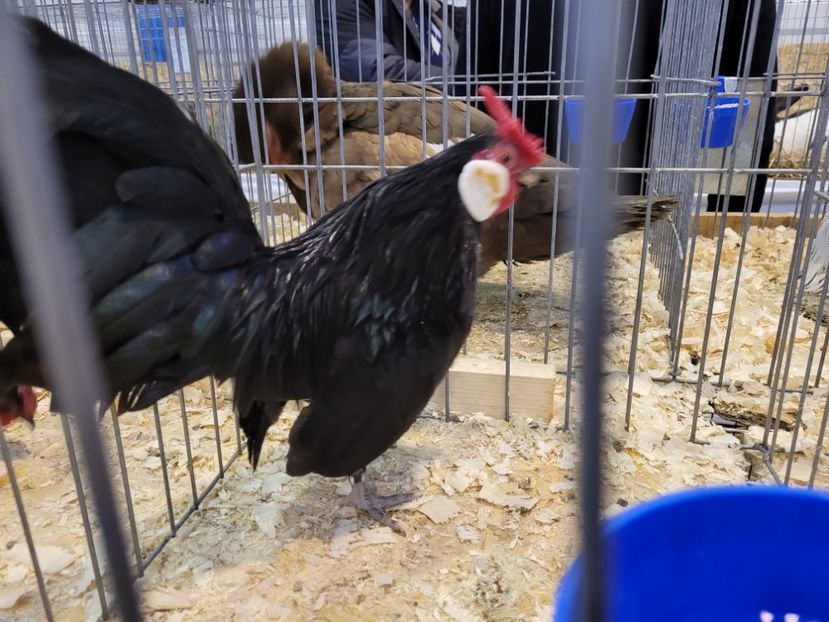  - 0- Expoziție Pantelimon 27-29 ian 2023