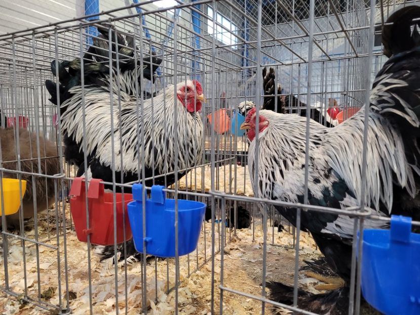  - 0- Expoziție Pantelimon 27-29 ian 2023