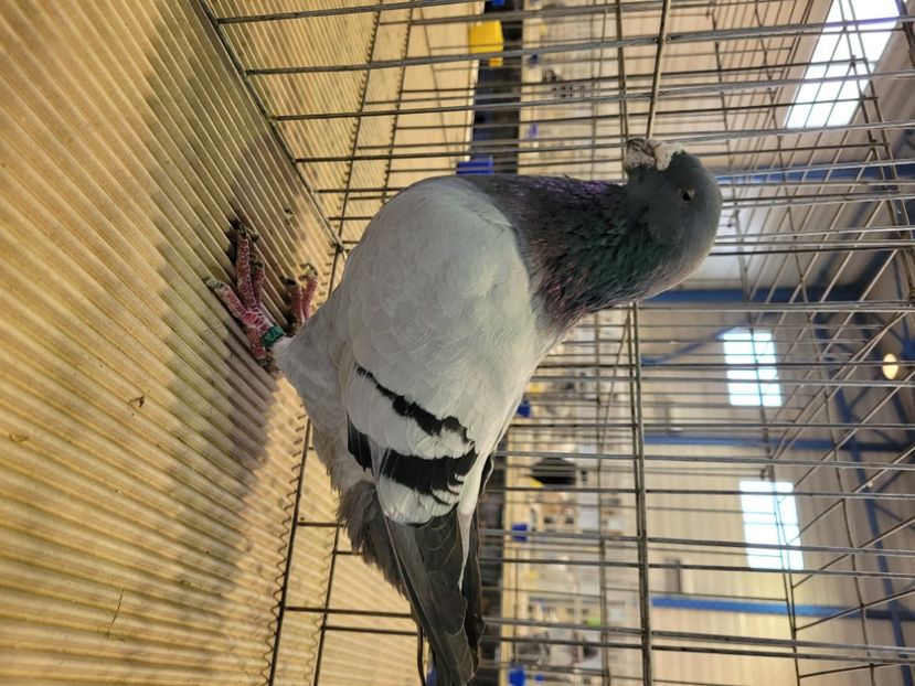  - 0- Expoziție Pantelimon 27-29 ian 2023