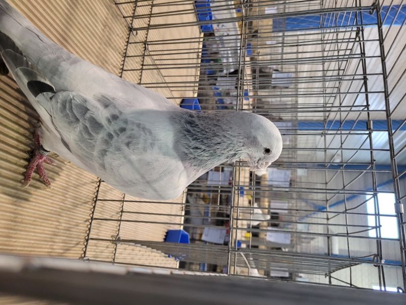  - 0- Expoziție Pantelimon 27-29 ian 2023