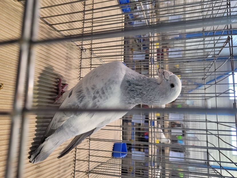  - 0- Expoziție Pantelimon 27-29 ian 2023