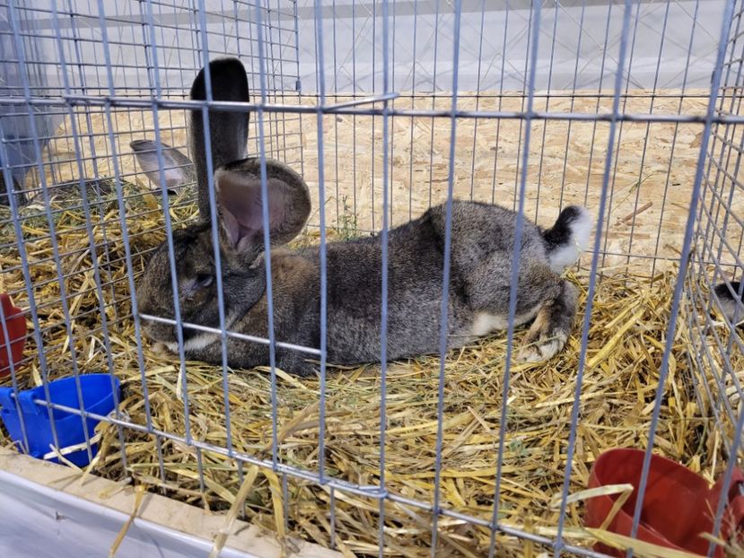  - 0- Expoziție Pantelimon 27-29 ian 2023