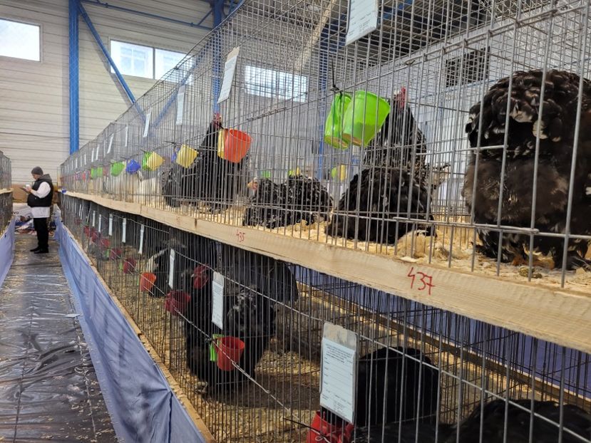  - 0- Expoziție Pantelimon 27-29 ian 2023