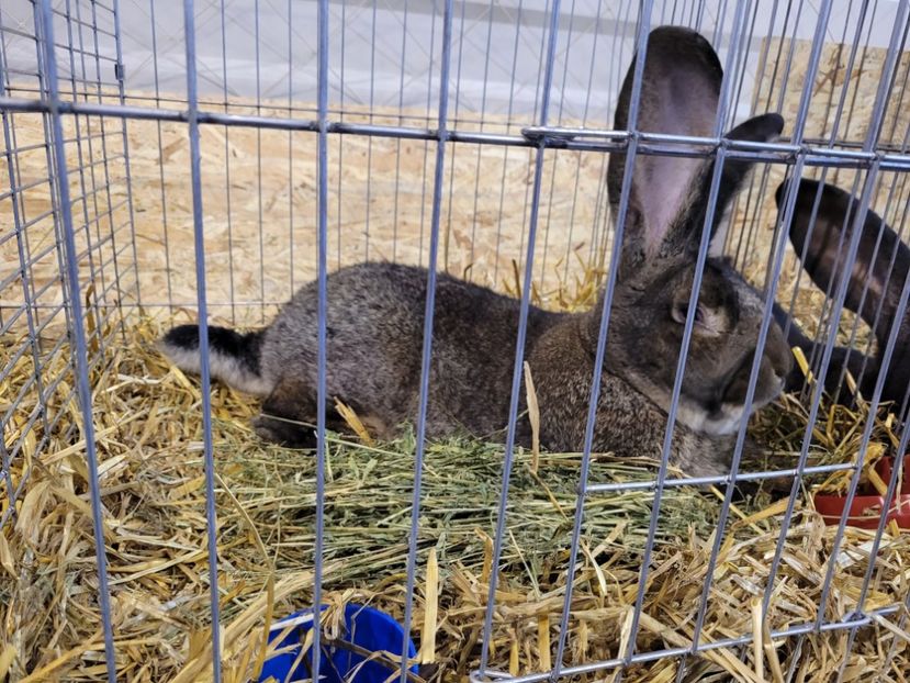  - 0- Expoziție Pantelimon 27-29 ian 2023