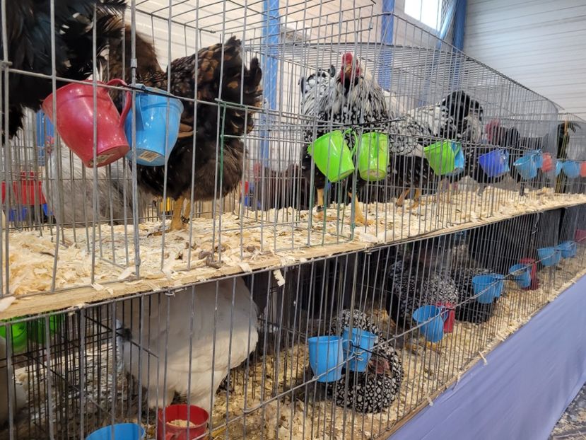  - 0- Expoziție Pantelimon 27-29 ian 2023