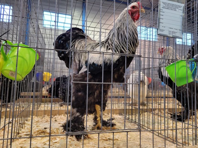  - 0- Expoziție Pantelimon 27-29 ian 2023