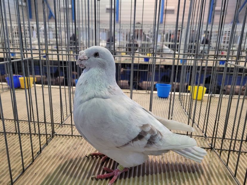  - 0- Expoziție Pantelimon 27-29 ian 2023