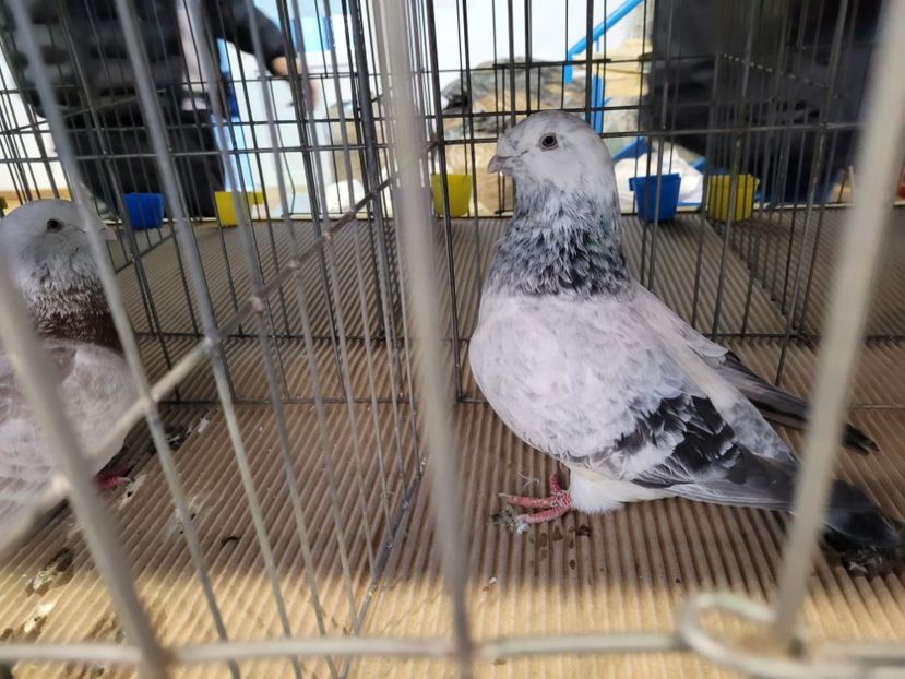  - 0- Expoziție Pantelimon 27-29 ian 2023