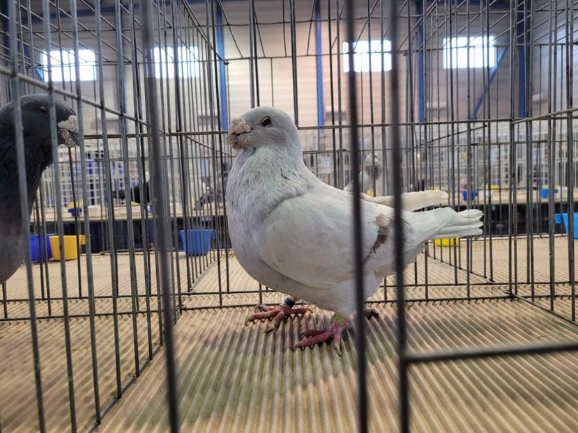  - 0- Expoziție Pantelimon 27-29 ian 2023