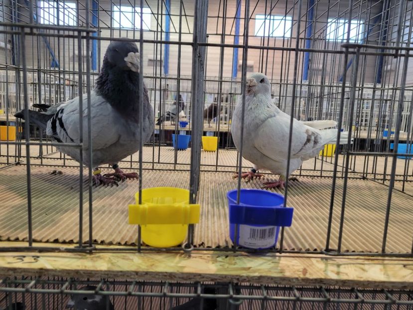  - 0- Expoziție Pantelimon 27-29 ian 2023