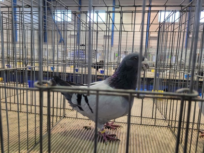  - 0- Expoziție Pantelimon 27-29 ian 2023