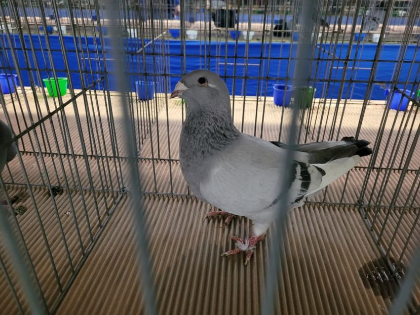  - 0- Expoziție Pantelimon 27-29 ian 2023