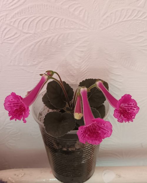  - Mini sinningia