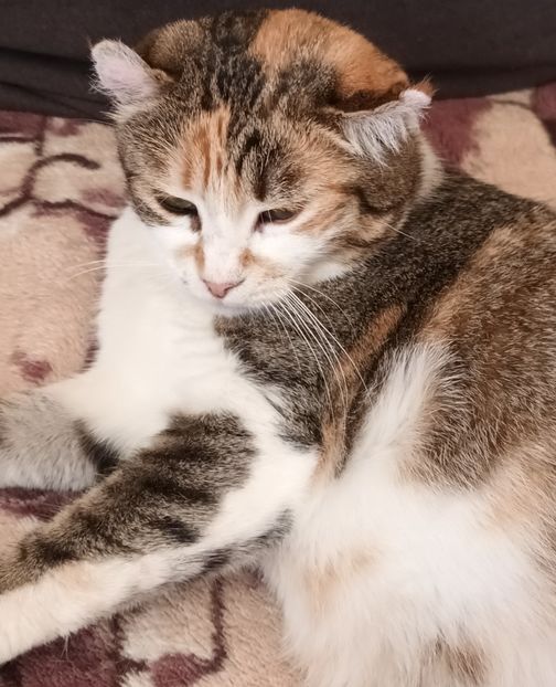 Găsuța noastra, asa o alintam - Cicec