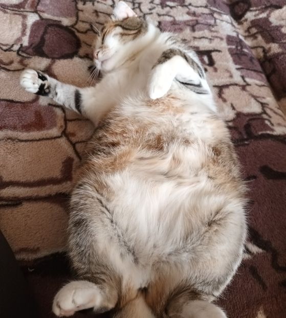 Obosita dupa marea evadare... - Cicec