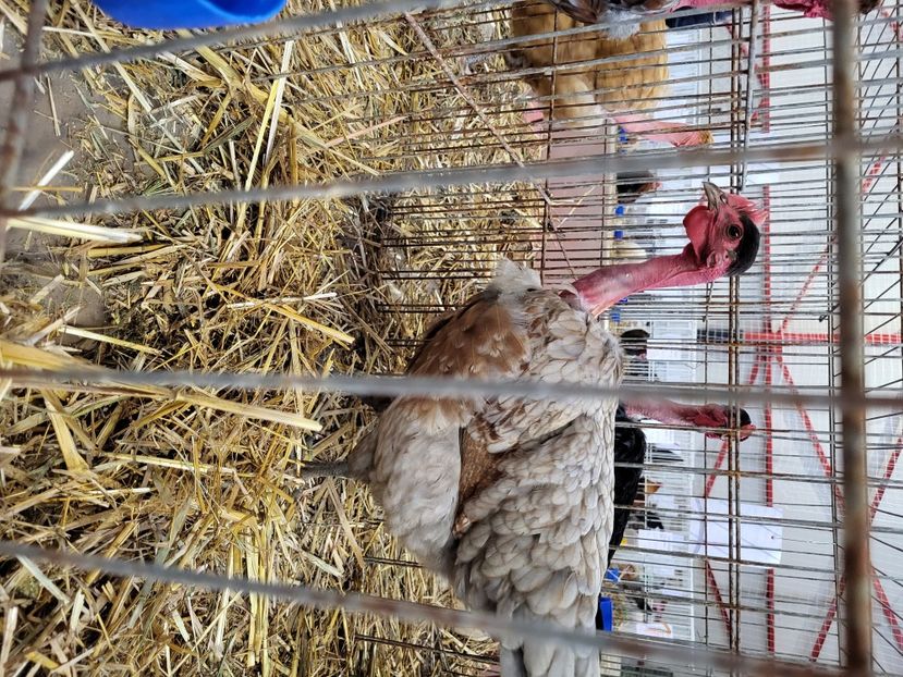  - Expo Sighisoara 2023 -Gat Golas de Transilvania