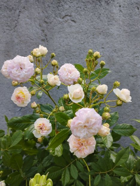  - Pink Ghislaine de Feligonde