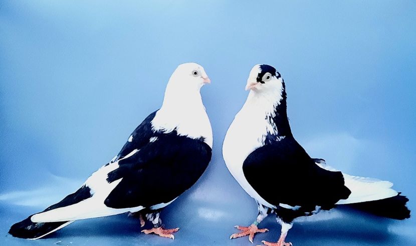 Perechea  10 - B - Perechi 2023