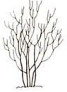 71b480c902566e7bc174a883615faa9e - Vanilie Fraise