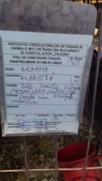  - BRAHMA ALBASTRU 2023