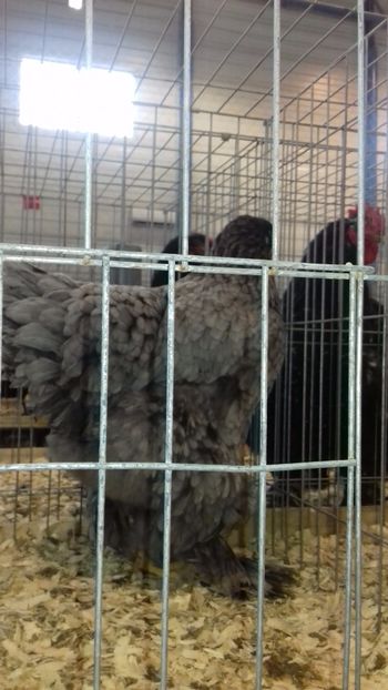  - BRAHMA ALBASTRU 2023